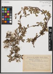 Foto von Salix retusa L.